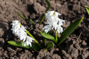  An early spring beautiful white flower called Puschkinia bloomed in the garden. © Olha