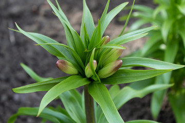 Obraz premium In early spring, a beautiful garden flower with the Latin name Imperial Fritillaria prepared for flowering.