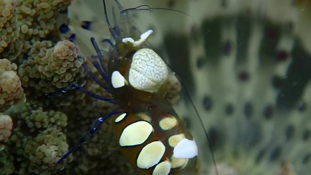 Adult peacock-tail anemone shrimp (Periclimenes brevicarpalis) feeding planktons and algae, close up. Moalboal, Cebu, Philippines.