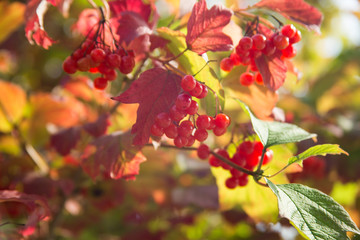 Yellow and green autumn shrub with red berries and sun rays