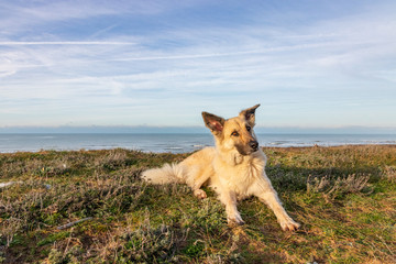 Fototapeta na wymiar Schäferhund am Strand - Frankreich 