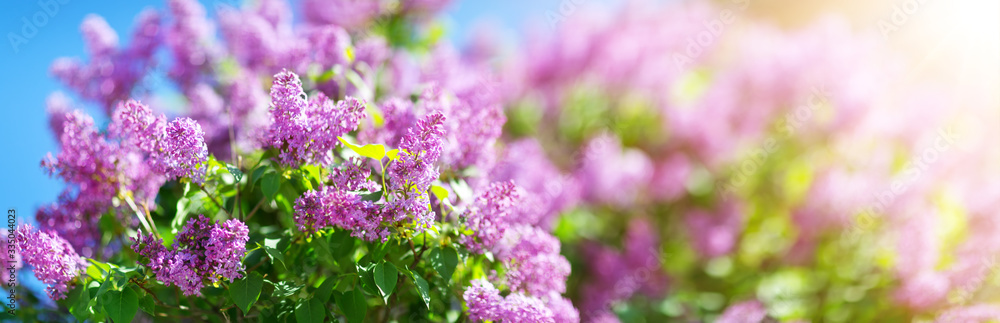 Wall mural lilac flowers blooming outdoors with spring blossom