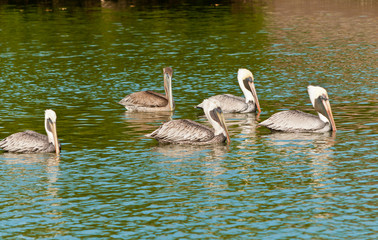 Front view, far distance of five brown pelicans swimming in line in the still waters of a tropical marina on gulf of mexico