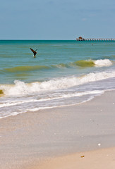 Front view, very far distance of a brown pelican diving, for fish, into shallow waters, off a sandy beach, on the gulf of mexico, on a winter, sunny day