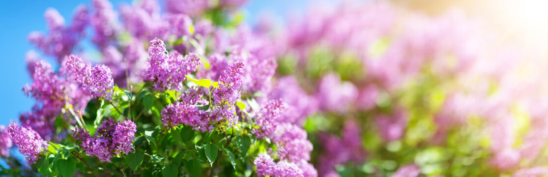 Lilac flowers blooming outdoors with spring blossom