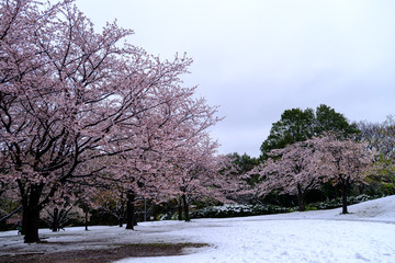 桜と雪　横浜市　四季の森公園　2020/3/29撮影