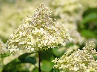 Bl&uuml;hende Hortensien, Hydrangea, im Sommer