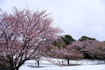 桜と雪　横浜市　四季の森公園　2020/3/29撮影
