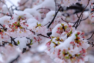 桜と雪　横浜市　四季の森公園　2020/3/29撮影