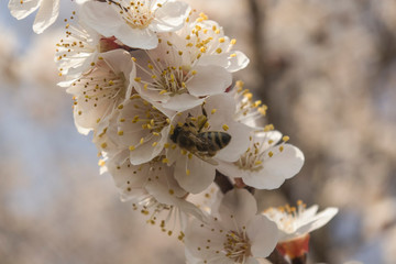 Bee on beautiful flowers