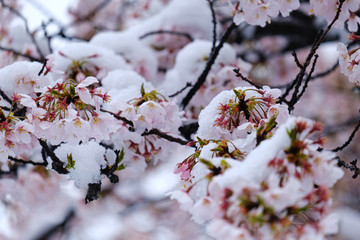桜と雪　横浜市　四季の森公園　2020/3/29撮影