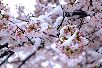 桜と雪　横浜市　四季の森公園　2020/3/29撮影