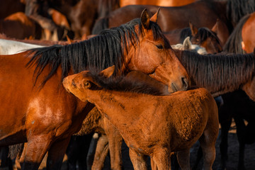 Free horses, left to nature at sunset. Cappadocia, Turkey