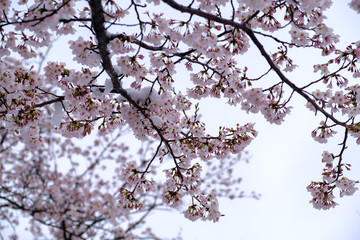 桜と雪　横浜市　四季の森公園　2020/3/29撮影