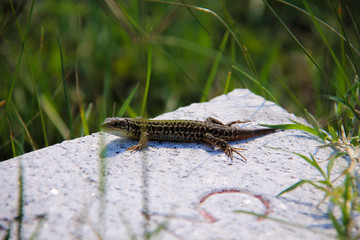 lizard on rock
