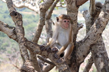 Bébé Singe Sri Lanka