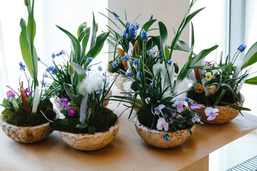 floral arrangements of tulips, violets and muscari in semicircular flower pots, decorated with feathers and Easter eggs