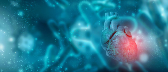 3d illustration  Anatomy of Human Heart 