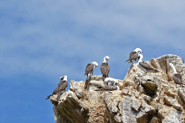 Fototapeta premium Small colony of Peruvian booby (Sula variegata) perched preying on a rocky boulder of the Ballestas Islands in Paracas, Peru.