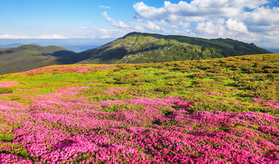 Fototapeta na wymiar Summer scenery. Panoramic view in lawn are covered by pink rhododendron flowers, blue sky and high mountain. Location Carpathian, Ukraine, Europe. Colorful background. Concept of nature revival.