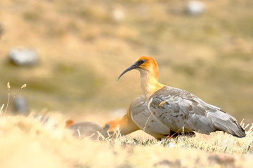 Andean bandurria (Theristicus melanopis branickii) recorded during the day near the snowy Huaytapallana in the Andes mountain range