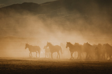 Obraz na płótnie Canvas Free horses, left to nature at sunset. Cappadocia, Turkey