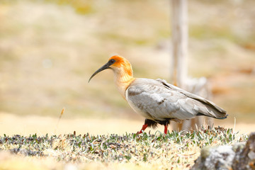 Andean bandurria (Theristicus melanopis branickii) recorded during the day near the snowy Huaytapallana in the Andes mountain range
