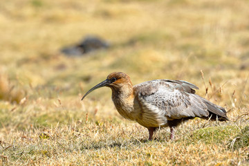 Andean bandurria (Theristicus melanopis branickii) recorded during the day near the snowy Huaytapallana in the Andes mountain range