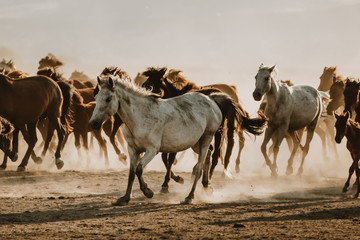 Fototapeta premium Free horses, left to nature at sunset. Cappadocia, Turkey