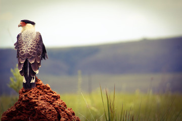 Gavião Caracará