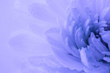 White flower petals in drops of water in a stylish blue neon light. Detailed macro photo. Mothers Day. The concept of flowering, spring, summer.