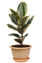 ficus elastic flower in a flower pot on a white background