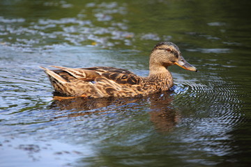  The duck swims on the lake