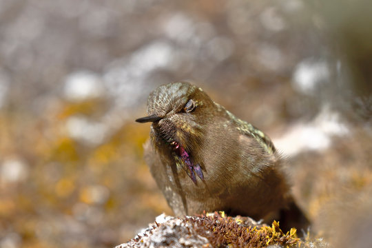 olivaceous Thornbill (Chalcostigma olivaceum) perched on a rock in the Andean heights.