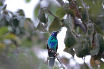 SPARKLING VIOLETEAR (Colibri coruscans), beautiful hummingbird with violet ears that is perched quietly on some branches. Huancayo-Peru