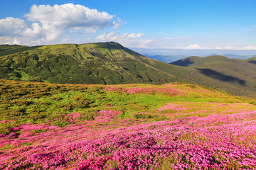 Fototapeta na wymiar Landscape with mountain, the lawns are covered by pink rhododendron flowers, blue sky with clouds. Summer. Concept of nature rebirth. Wallpaper background. Location place Carpathian, Ukraine, Europe.
