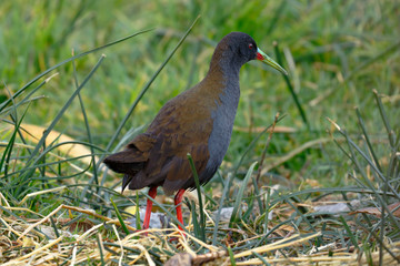 Plumbeous rail (Pardirallus sanguinolentus) looking for its food near the totorales