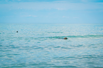 Naklejka premium Group of Harbour Seals (Phoca vitulina) also Known as Common Seals Swimming in the Ocean Looking at the Camera