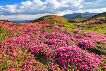 Obraz premium Landscape with mountain, the lawns are covered by pink rhododendron flowers, blue sky with clouds. Summer. Concept of nature rebirth. Wallpaper background. Location place Carpathian, Ukraine, Europe.