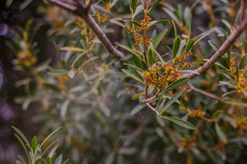 Sprouts of a tree branch in spring