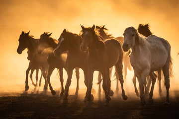 Free horses, left to nature at sunset. Cappadocia, Turkey