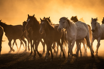 Free horses, left to nature at sunset. Cappadocia, Turkey