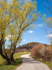 Obraz premium Strreet towards Marzer Kogel in Burgenland in Spring