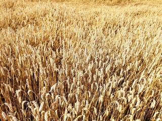 wheat field in the summer in the open countryside