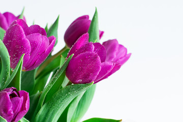 Bouquet of spring purple tulips with bright water drops on white wooden background closeup. Spring background. Holiday greeting card.