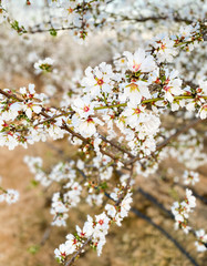 White apricot flower blossoms at sunset on Blossom Trail in Central Valley, California, with copy space