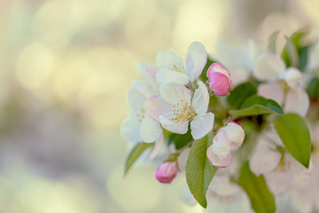 Fototapeta na wymiar Blossoming apple tree in the garden. Blurred backdrop of bokeh, pink buds and flowers in springtime. Spring nature wallpaper.