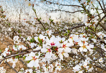 White apricot flower blossoms at sunset on Blossom Trail in Central Valley, California, with copy space