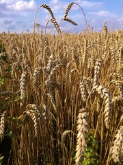 wheat field in the summer in the open countryside