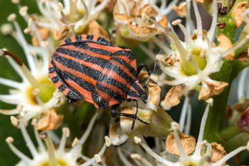 Punaise,Pentatome rayé.Graphosoma lineatum